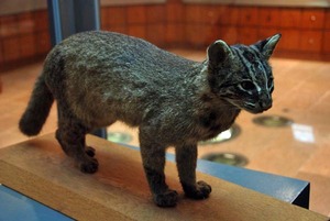 8 douchu yamaneko.jpg�̃T���l�[���摜